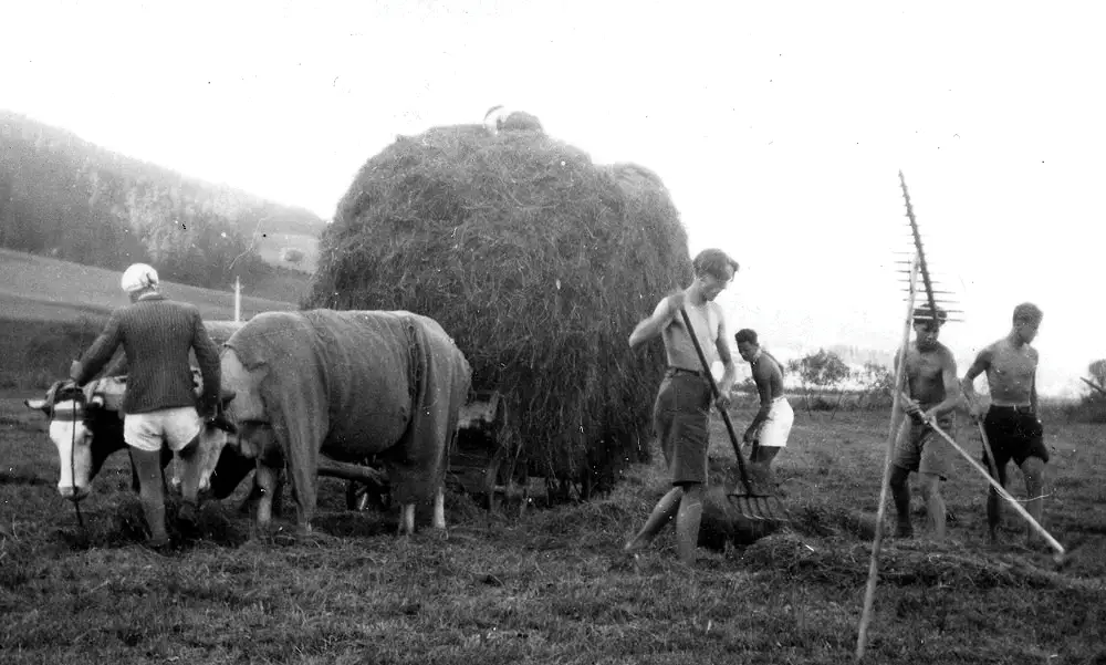 High school students participate in the haymaking at Les Geymonds during the war (Association Mémoire du lycée polonais - Polish High School Memorial Association).